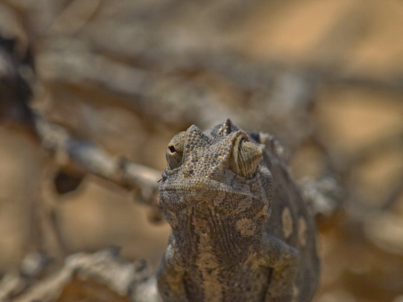 Swakopmund, Chameleon